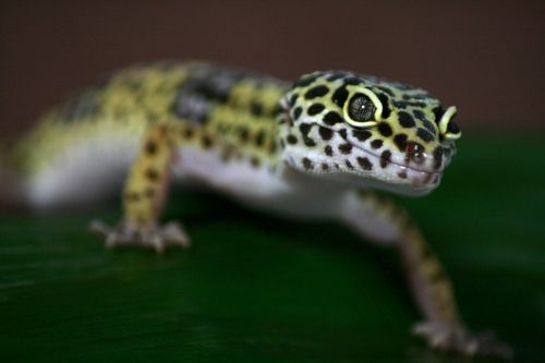 Gecko, Driežas, Leoperdgecko, Gamta, Padaras, Ropliai, Gyvūnas, Naminis Gyvūnėlis
