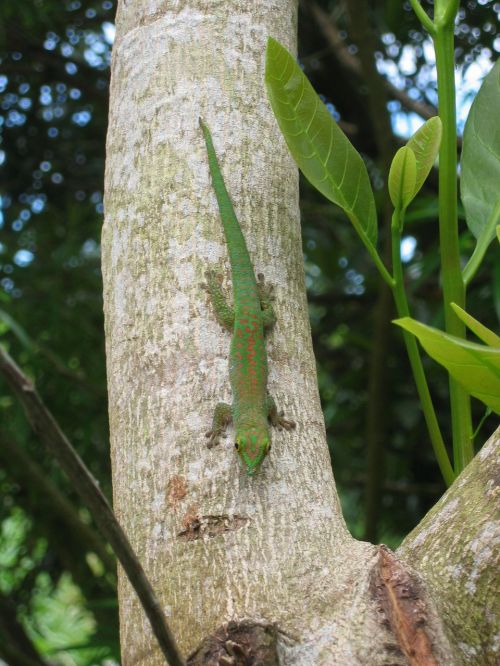 Gecko, Žalia Gecko, Driežas, Seišeliai, Medis, Lipti