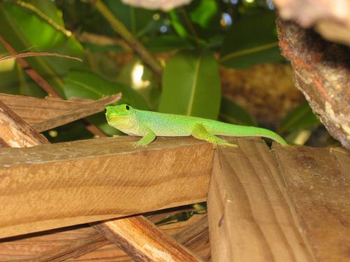 Gecko, Žalias, Driežas, Žalia Gecko, Seišeliai, Flora