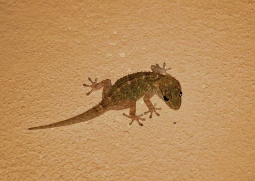 Gecko, Driežas, Gyvūnas