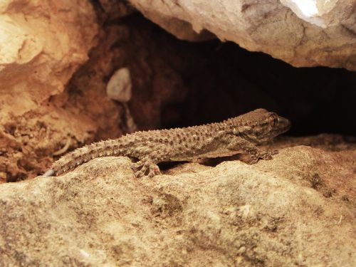 Gecko, Drakonas, Driežas, Akmenys