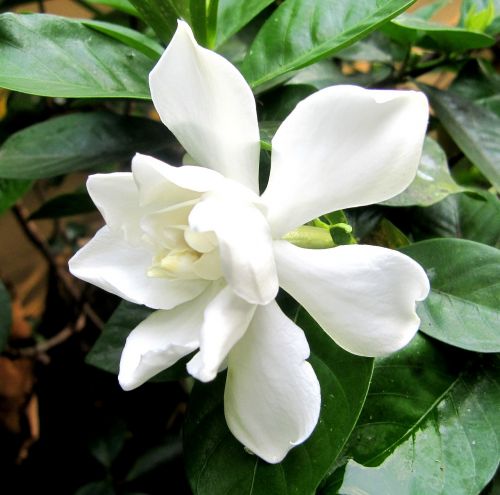 Geddes Rd Wa, Gardenia Jasminoides, Gėlės