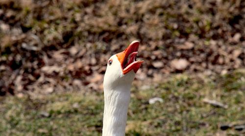 Žąsys, Honking, Saulėtas, Gamta, Paukštis, Vanduo, Vandens Paukščiai, Plunksna, Kaimas, Lauke