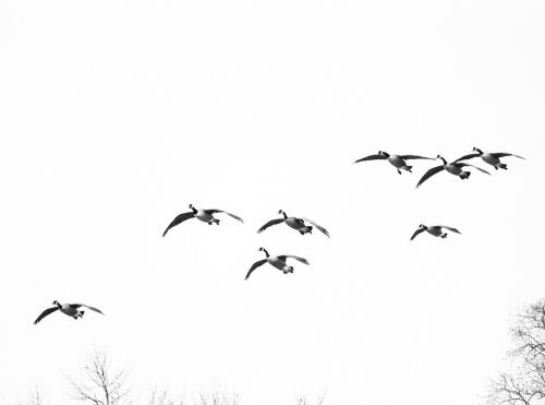 Žąsys, Paukščiai, Paukščiai Skrendantys, Vandens Paukščiai, Paukštis, Skrydis, Sparnai, Flock