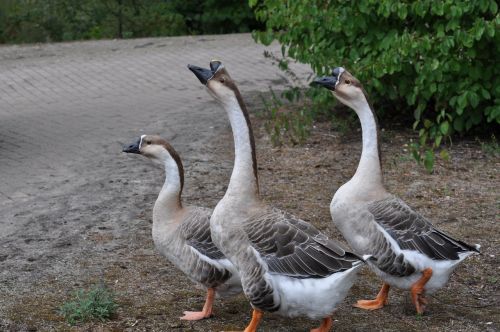 Žąsys, Gamta, Laukinė Gamta, Paukštis, Žąsis