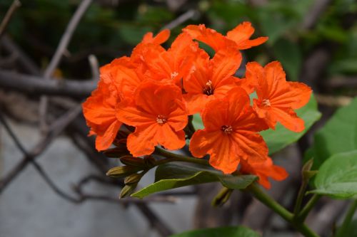 Geiger-Medis, Gėlė, Cordia Sebestena, Oranžinė