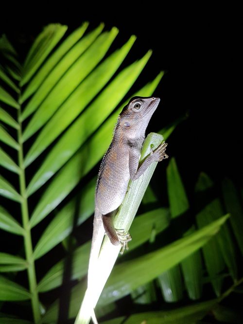 Gecko, Driežas, Salamandras