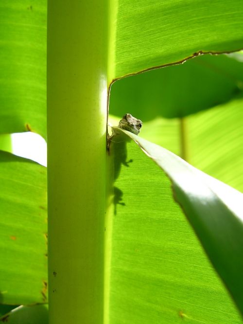 Geko, Lapai, Augalas, Afrika