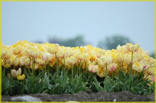 Tulpės,  Holland,  Geltona,  Gėlės,  Gamta,  Pavasaris,  Geltonos Tulpės