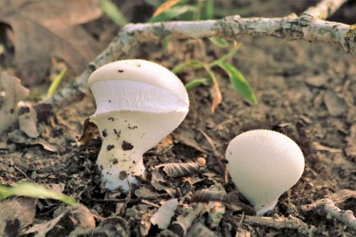 Gamta,  Augalai,  Grybai,  Grybai,  Balta,  Gem & Nbsp,  Studded & Nbsp,  Puffball,  Puffball,  Brangakmenis,  Dygliuota,  Auga,  Medis & Nbsp,  Filialai,  Nukritusi & Nbsp,  Lapai,  Žemė,  Purvas,  Dirvožemis,  Sūris Smile,  Perlas Dygliuotų Grybų Puffball