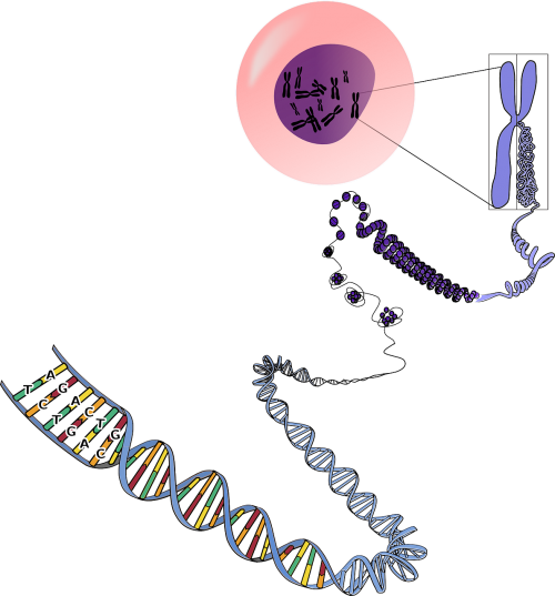 Genetika, Chromosomos, Rna, Dna, Biologija, Mutacijos, Mėlynas, Rožinis, Violetinė, Mokslas, Spiralė, Nemokama Vektorinė Grafika