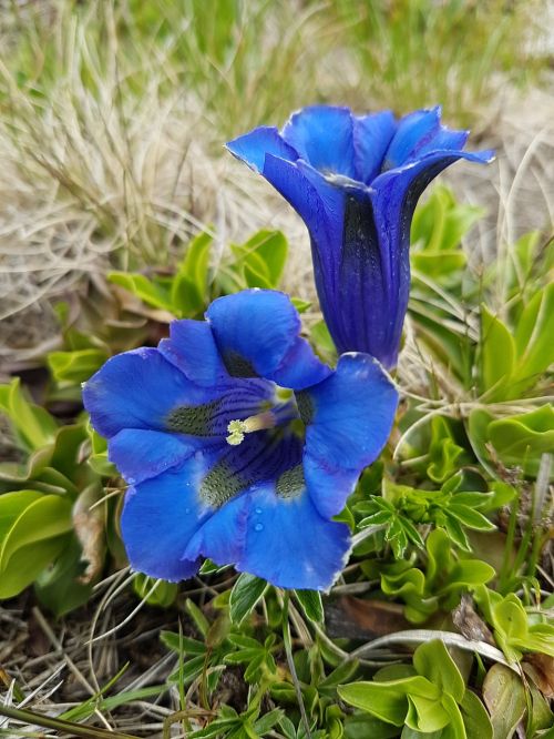 Gentian, Žalias, Mėlynas, Gencio Augalas, Gamta, Augalas, Kalnų Gėlės, Žydėti, Flora, Alpių Gėlė, Gėlė, Gėlės, Žolė