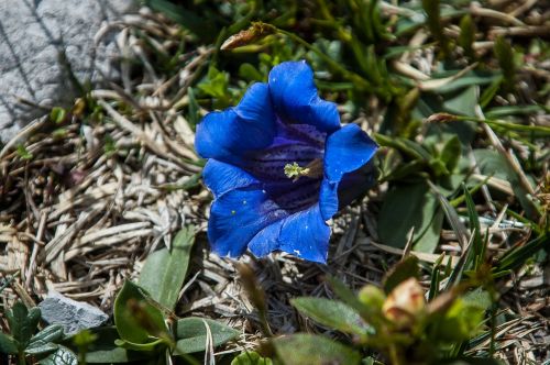 Gentian, Tikras Alpių Gencijonas, Mėlynas, Alpių Gėlė, Gėlė, Flora, Augalas, Gamta