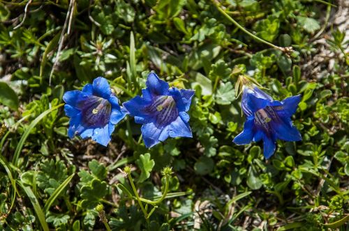 Gentian, Tikras Alpių Gencijonas, Mėlynas, Alpių Gėlė, Gėlė, Flora