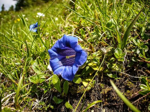 Gentian, Tikras Alpių Gencijonas, Mėlynas, Alpių Gėlė, Gėlė, Flora