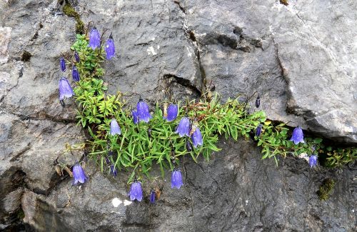 Gentian, Kalnų Gėlė, Unterbergas, Gėlė