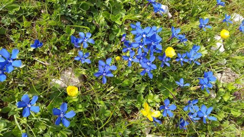 Gentian,  Kalnų Gėlės,  Gentiana Sierrae,  Gėlė,  Alpių Gėlė,  Mėlynas,  Gencio Augalas,  Flora,  Gėlės,  Augalas,  Žydėti,  Gamta,  Žalias,  Violetinė