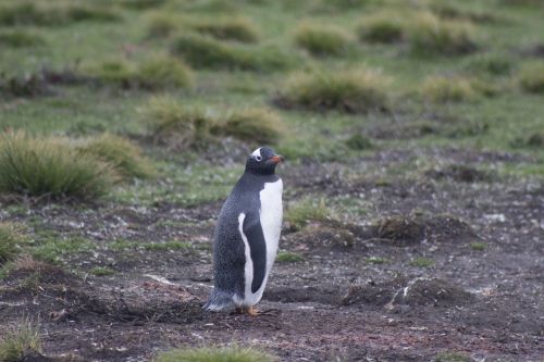Gentoo Pingvinas, Pingvinas, Falklando Salos, Laukinė Gamta, Falklandas, Plunksna, Salos, Vandens