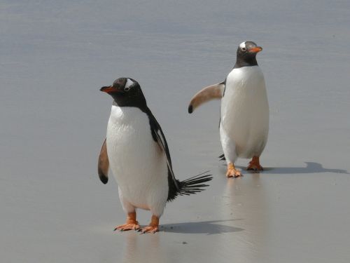 Gentoo Pingvinas, Pingvinas, Antarctica, Paukščiai, Vandens Paukščiai, Pietų Vandenynas, Pingvinų Šeima, Poliarinis Regionas