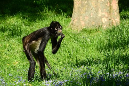 Geoffroy Voras Beždžionė, Ateles Geoffroyi, Primatai, Beždžionė, Prague Zoo