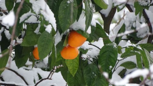 Gruzija, Sniegas, Mandarinas