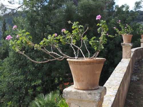Geranium, Žiedas, Žydėti, Gėlė, Rožinis, Pelargonium Grandiflorum, Sodo Geranija