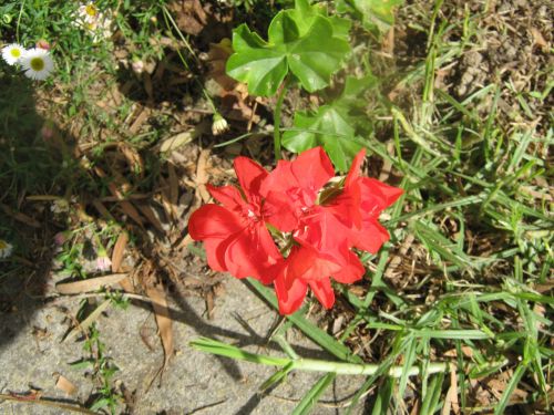 Raudona,  Gėlė,  Alpinizmas,  Augalas,  Geranium