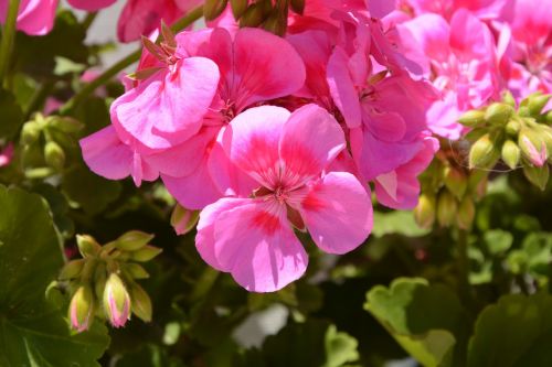 Geranium, Gėlės, Rožinis, Gamta, Pavasaris, Jardiniere