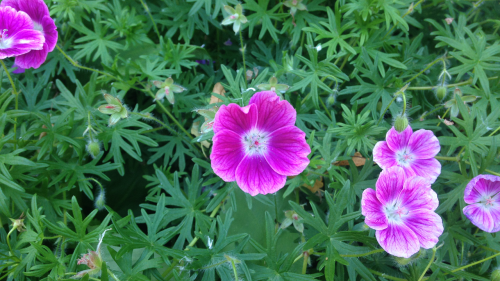 Geranium, Hardy, Mažas Monstras, Rožinis, Balta, Žalias, Modelis, Gėlė, Žiedas, Žydi, Vasara, Dryžuotas, Budas, Žiedlapiai, Makro, Sodininkystė, Apželdinimas, Dappled, Ann Arbor, Michiganas, Usa