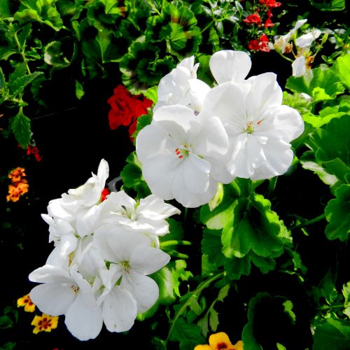 Gėlės,  Geranium,  Balta,  Gamta,  Geranium (3)