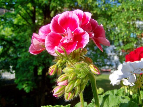 Geranium,  Dwulicowy Gėlė