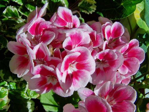 Geranium,  Vazoninių Gėlių,  Baltos Ir Rožinės-Žydintis