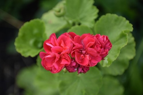 Geranium,  Raudona,  Žalias,  Fonas,  Lapai,  Gėlė,  Spalvinga,  Gėlės,  Žydi,  Namai,  Žiedlapiai,  Spalva,  Augmenija