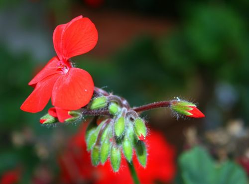 Gėlė,  Žiedlapiai,  Raudona,  Pumpurai,  Geranium,  Geranium Gėlė Ir Pumpurai