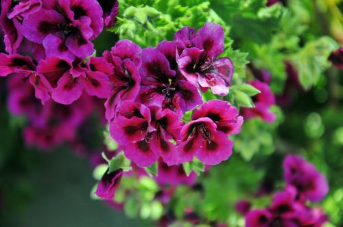 Geranium,  Geraniums,  Gėlės,  Gėlė,  Augalas,  Rožinis,  Pavasaris,  Geranium Gėlės