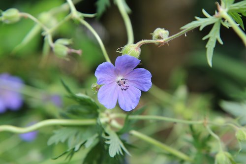 Pelargonija Gamtoje,  Violetinė Gėlė,  Laukinių Gėlių,  Žydėjimas