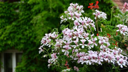 Geraniums, Balkono Gėlės, Žydinčios Geranijos