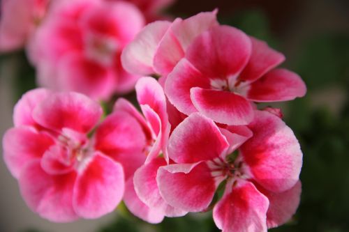 Geraniums, Gamta, Augalas