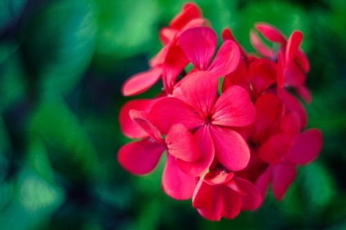 Geraniums, Gėlė, Rožinis, Makro