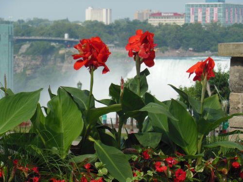 Niagara & Nbsp,  Krioklys,  Geranium & Nbsp,  Kanada,  Vanduo,  Geraniumi Niagaros Krioklys