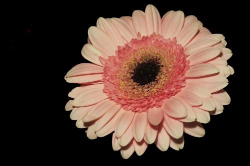 Gerbera, Žiedas, Žydėti, Oranžinė, Gėlė, Kompozitai, Asteraceae