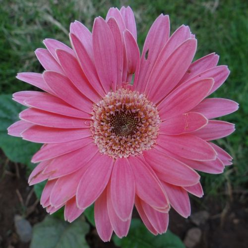Gerbera, Asteracea, Gėlė, Iš Arti, Makro, Indija