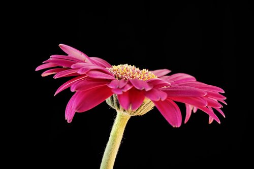 Gerbera,  Gėlė,  Žiedas,  Žydi,  Meilė,  Pobūdį,  Rožinis,  Vestuvės,  Šviesus,  Valentino Diena,  Romantiškas,  Šviežias,  Motinos Diena,  Gėlės,  Gimtadienis,  Puokštė,  Duoti