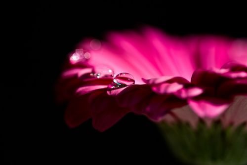 Gerbera, Žiedas, Žydėti, Raudona, Gėlė, Gamta, Lašas Vandens, Makro, Raudona Violetinė