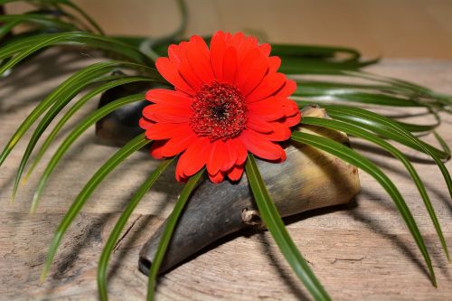 Gerbera,  Gėlė,  Augalas,  Žiedas,  Žydėti,  Raudona,  Žolė,  Apdaila,  Uždaryti,  Schnittblume