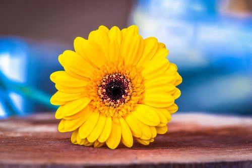 Gerbera,  Geltona,  Geltona Gėlė,  Schnittblume,  Uždaryti