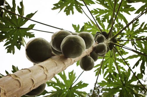 Gana, Kokoso Medis, Afrika