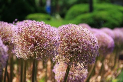 Milžiniškas Aliuminis, Augalas, Gėlė, Allium, Milžinas, Apvalus, Žydėti, Žiedas, Rutulys, Pavasaris, Violetinė