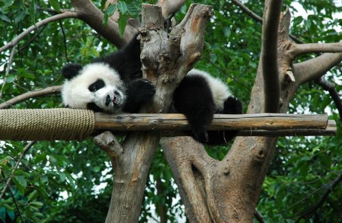 Milžiniška Panda, Jaunas, Gyvūnas, Kinija