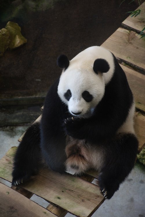 Didžioji Panda,  Ouwehand Zoologijos,  Žinduolis,  Neša,  Plėšrūnas